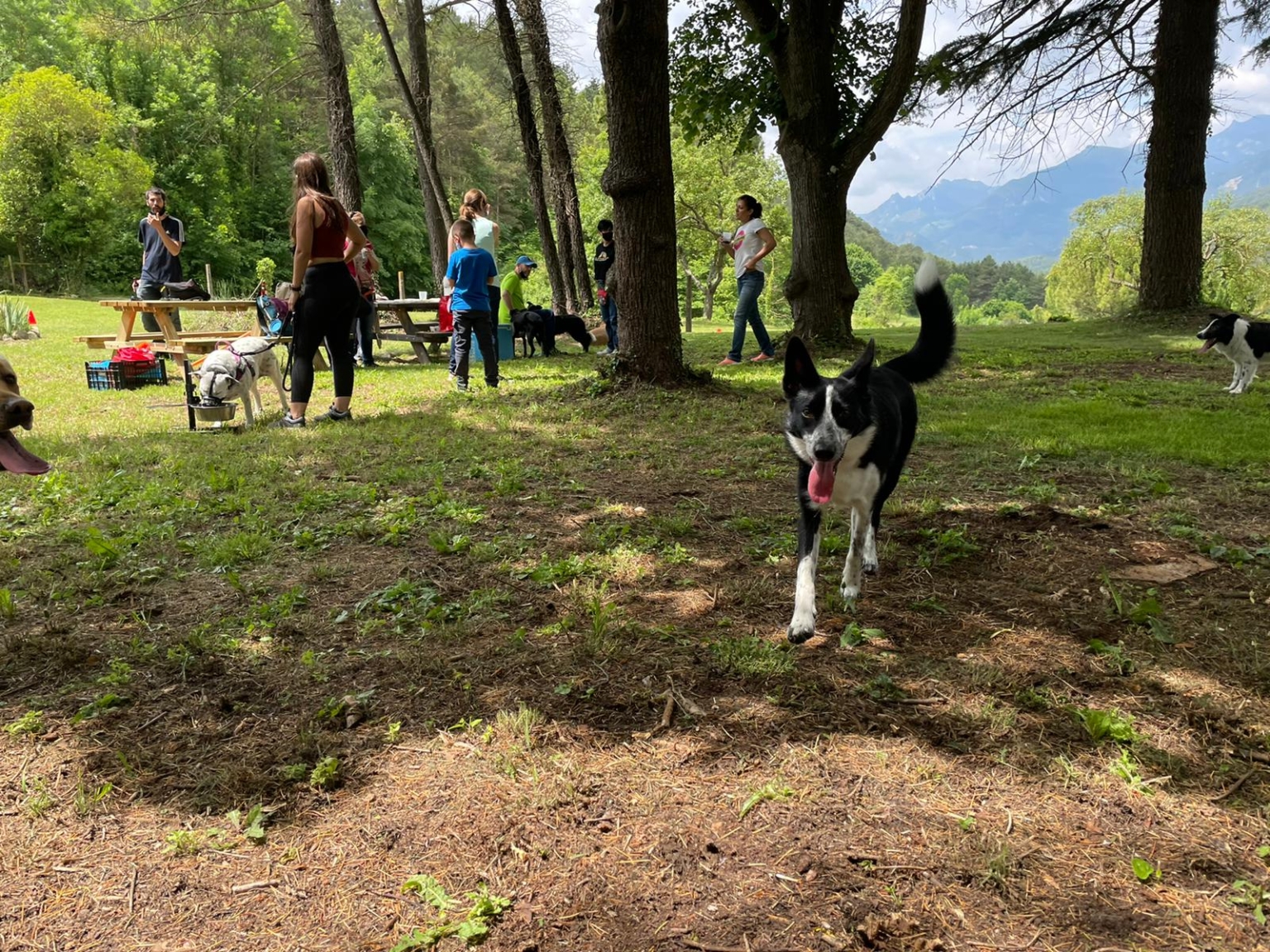 sessions grupals canines en el nostre espai