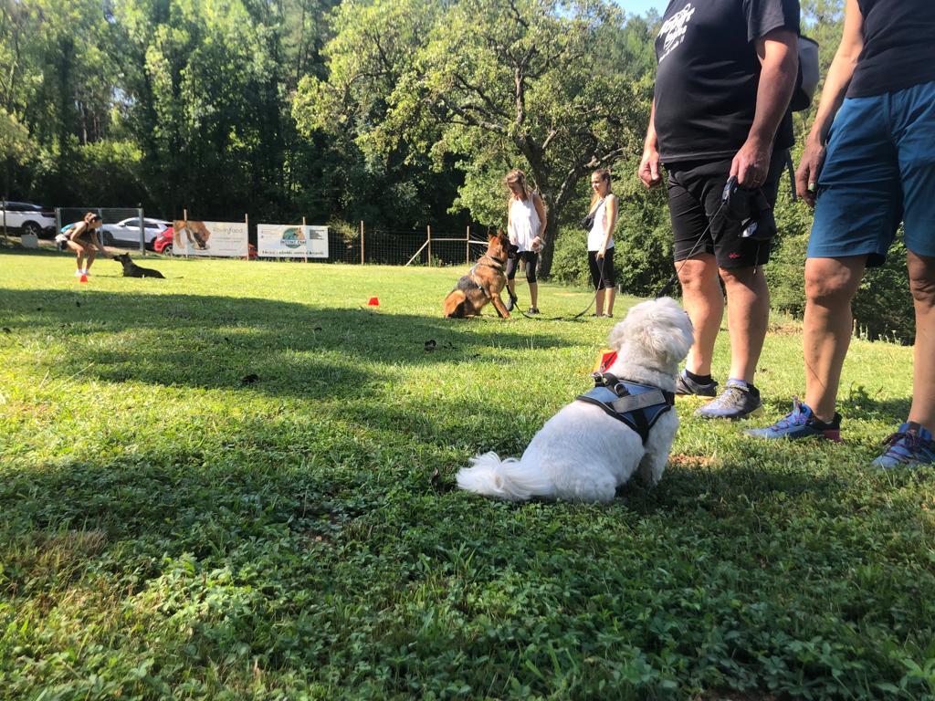 sessions grupals canines en el nostre espai